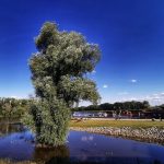 Odra